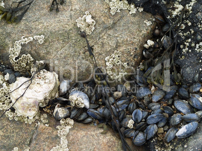 Muscheln am Strand