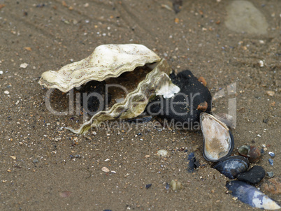 Muscheln am Strand