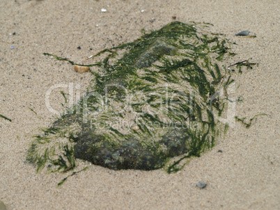 Stein mit Moos belegt am Strand