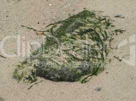 Stein mit Moos belegt am Strand