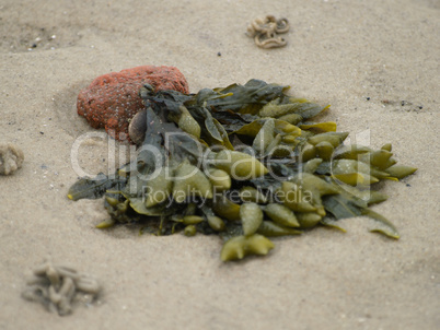 Algen / Seetank am Strand