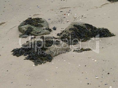 Algen am Strand