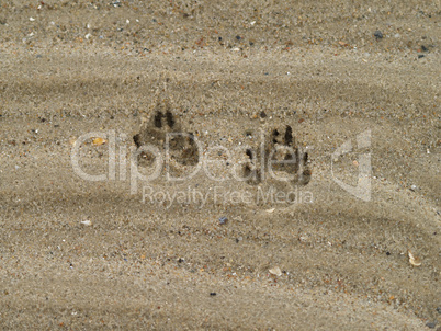 Hundespuren im Sand am Strand