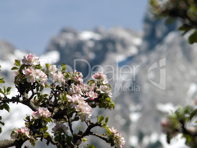 Blüten am Apfelbaum vorm Gebirge