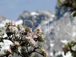 Blüten am Apfelbaum vorm Gebirge
