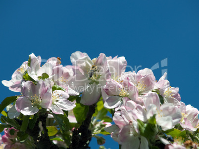 Blüten am Apfelbaum