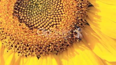 Sunflower and Bumblebee