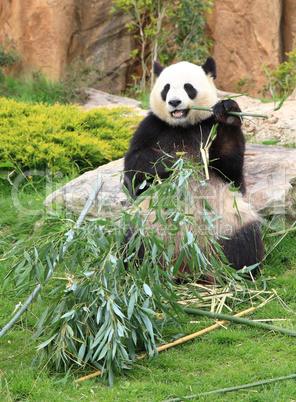 Giant panda eating bamboo leaf