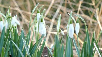 Snowdrops