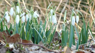 Snowdrops