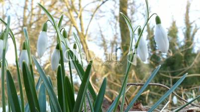 Snowdrops