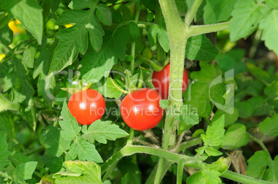 tomatoes on a background of green bush