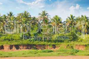 Tropical palm forest on the river bank