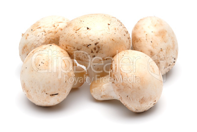 Mushroom a champignon