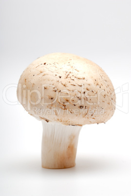 Mushroom a champignon