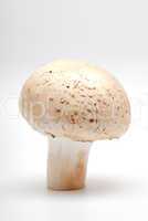 Mushroom a champignon