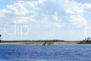 Wood on river coast