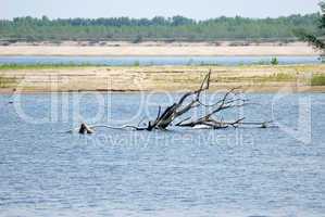 Wood on river coast