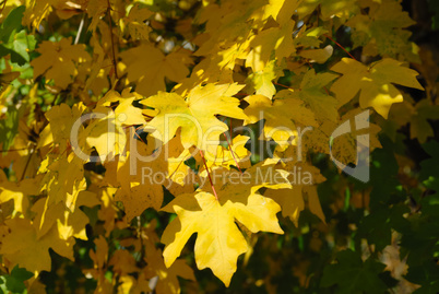 Autumn yellow leaves