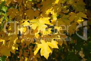 Autumn yellow leaves