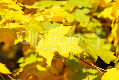 Autumn yellow leaves