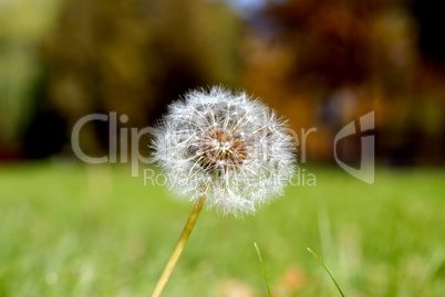 Anthodium of a dandelion.