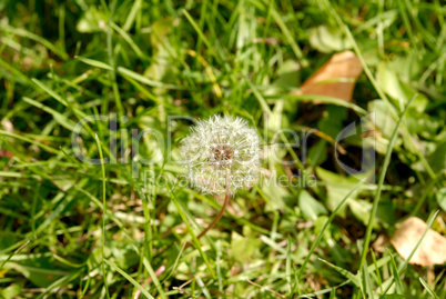 Anthodium of a dandelion.