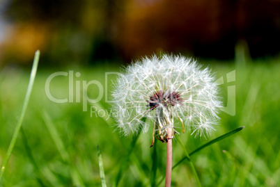 Anthodium of a dandelion.