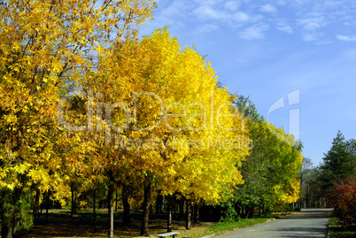 Autumn trees