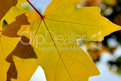 Autumn foliage against the sun