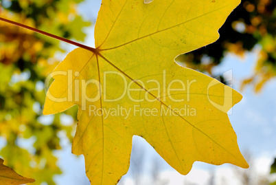 Autumn foliage against the sun