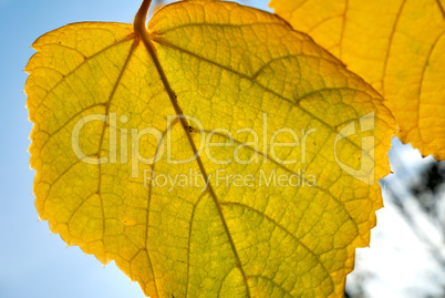 Autumn foliage against the sun