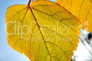 Autumn foliage against the sun