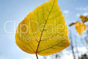 Autumn foliage against the sun