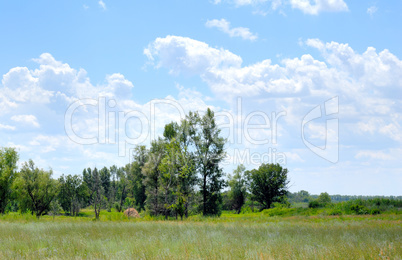 Trees in the field