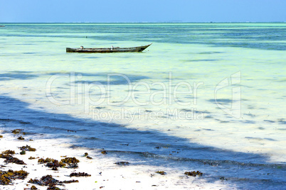 beach   in zanzibar seaweed    ocean tanzania