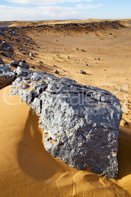bush old  in  the desert of morocco sahara and rock  stone sky
