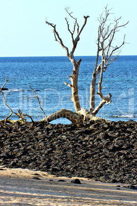 dead tree andilana beach seaweed in indian ocean