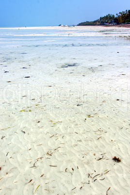 seaweed beach   in zanzibar   indian  sailing