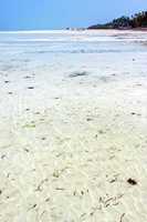 seaweed beach   in zanzibar   indian  sailing