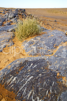 old fossil in  the desert of morocco  bush