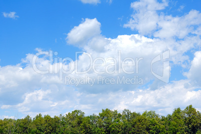 Trees in the field