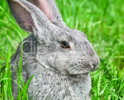 Rabbit sitting in grass, smiling at camera