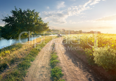 Sunflowers and river