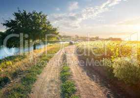 Sunflowers and river