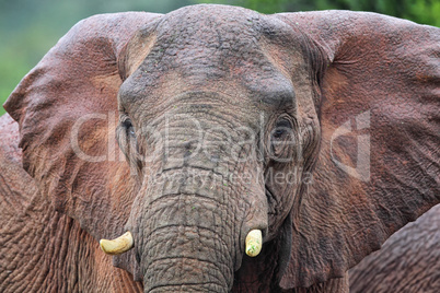 Afrikanischer Elefant (Loxodonta africana)