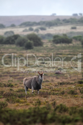 Elenantilope (Taurotragus oryx)