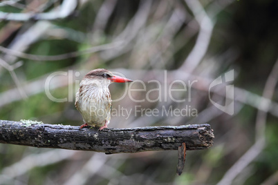 Braunkopfliest (Halcyon albiventris)