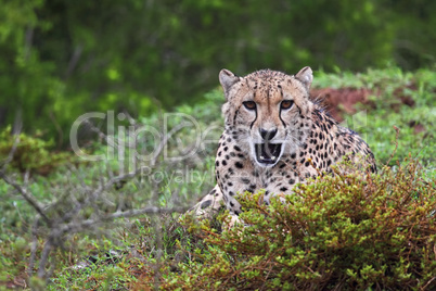 Gepard (Acinonyx jubatus)