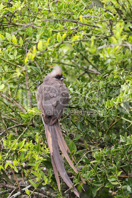 Braunflügel-Mausvogel (Colius striatus)